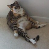 Drunk_Kitty.jpg